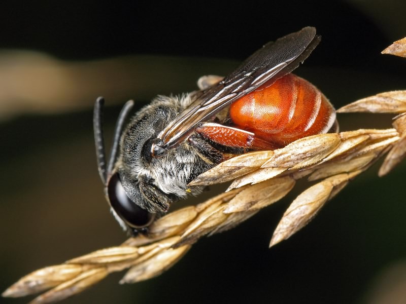 Hymenoptera